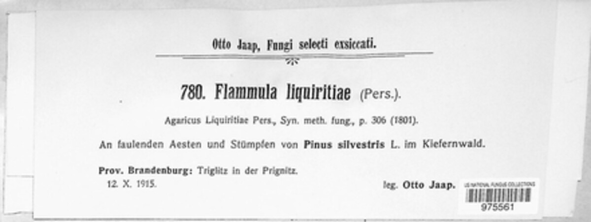 Gymnopilus liquiritiae image